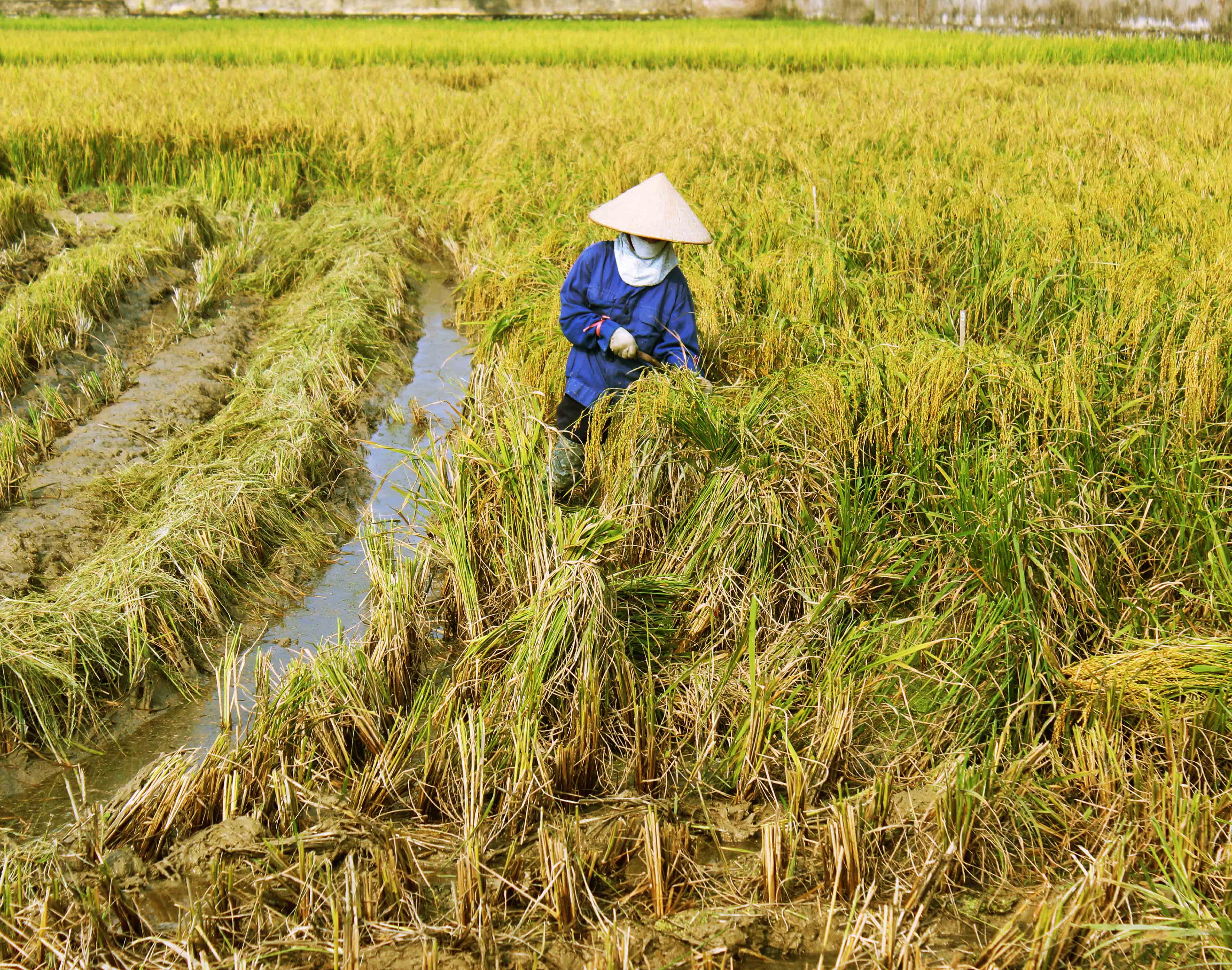 Kết quả sản xuất nông nghiệp trên địa bàn tỉnh Hải Dương năm 2014